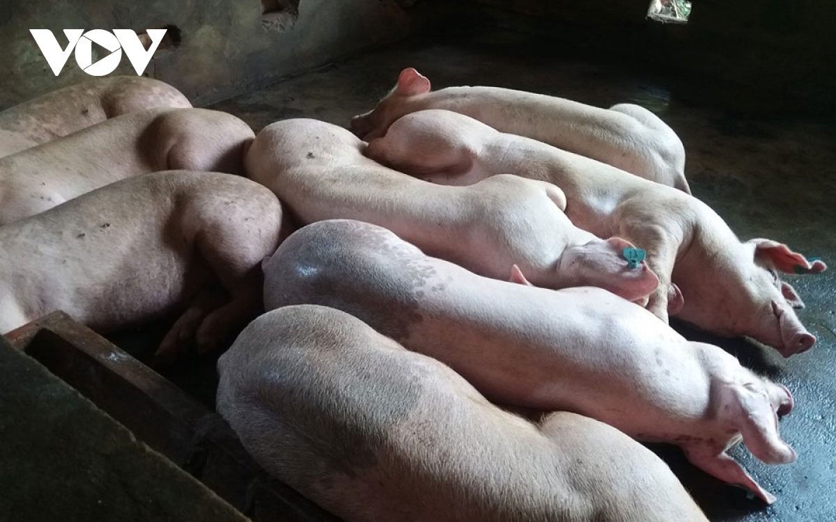 Ca bệnh đầu tiên trong năm ở Hà Nội lây vi khuẩn từ lợn